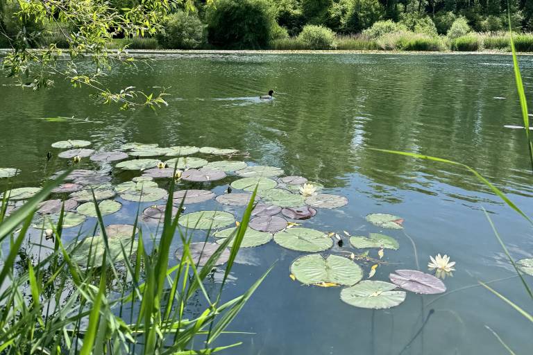 Balade pédestre - Tour du lac du Môle image2