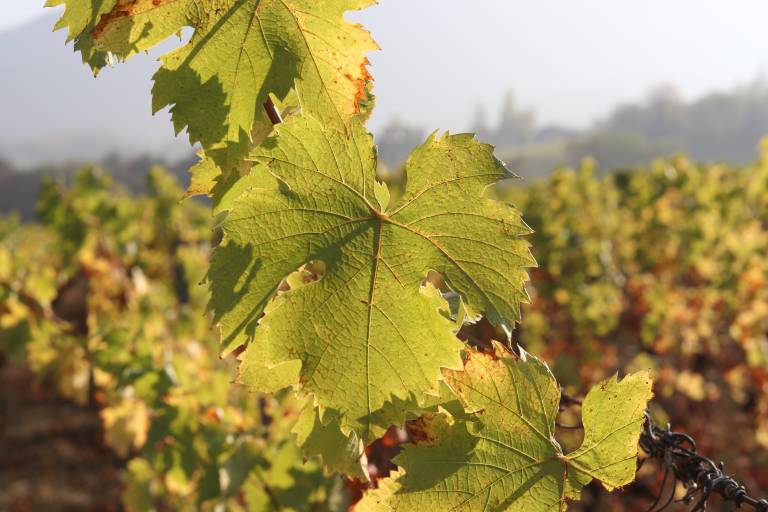 Apéro'vignes au Domaine de Méjane image2