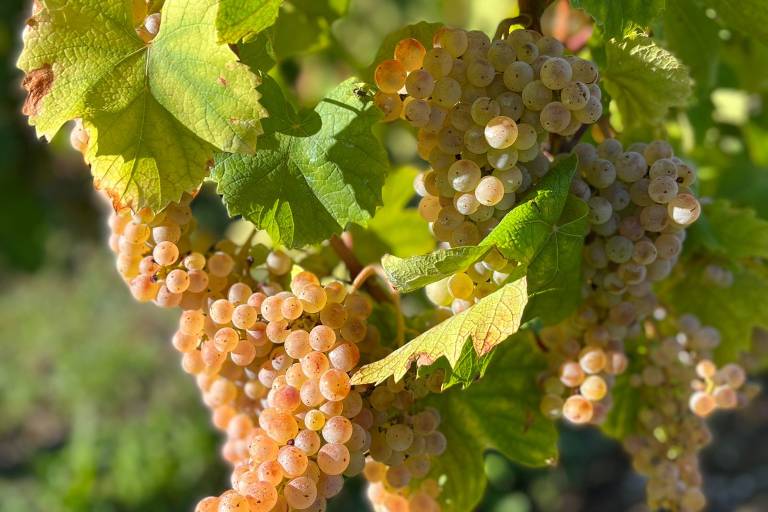 Tour of Savoyard vineyards - 4 hours with private chauffeur by Agence 1786 image2