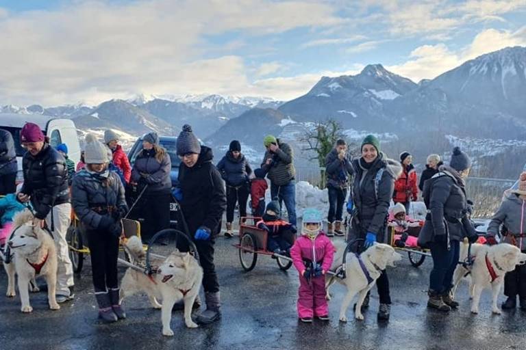 Distribution of dog sled papillottes image1