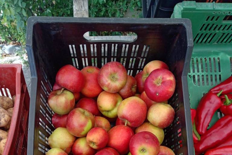 Apple Festival image2
