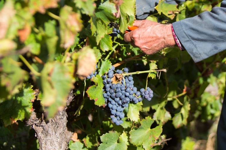 Small weekly produce market image1