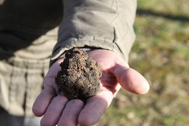 Saveurs de truffes et Vins d'Ardèche au Domaine du Père Léon image2