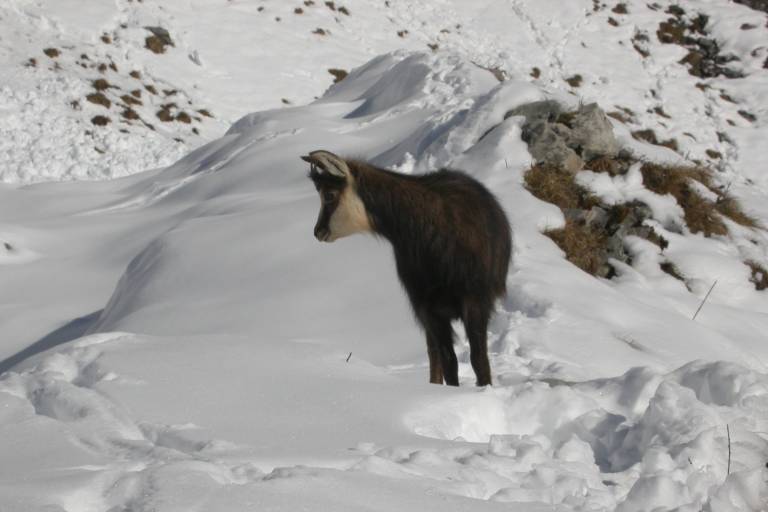 Les yeux sur les chamois : À l’écoute de la nature image1