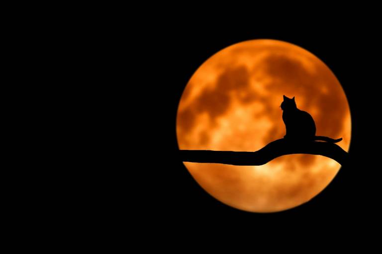 Halloween image1