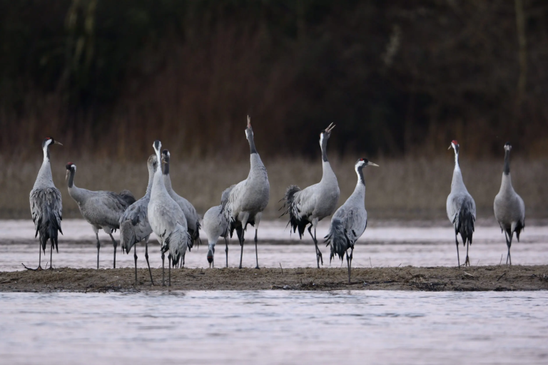 Sortie découverte des Grues cendrées image1