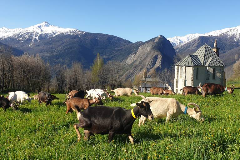 Visites guidées de la chèvrerie de Saint Michel image2