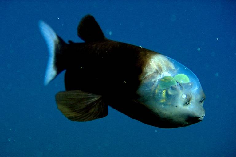 Concert : Barreleye Fish image1