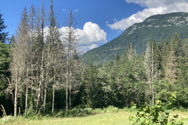 Conférence : L'arbre et les forestiers en péril face au changement climatique image1
