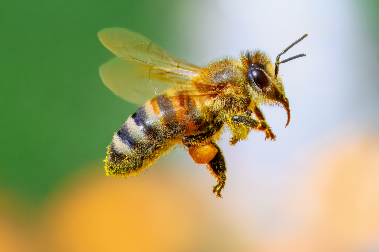 Fête de la science 2026 : La vie des abeilles image1