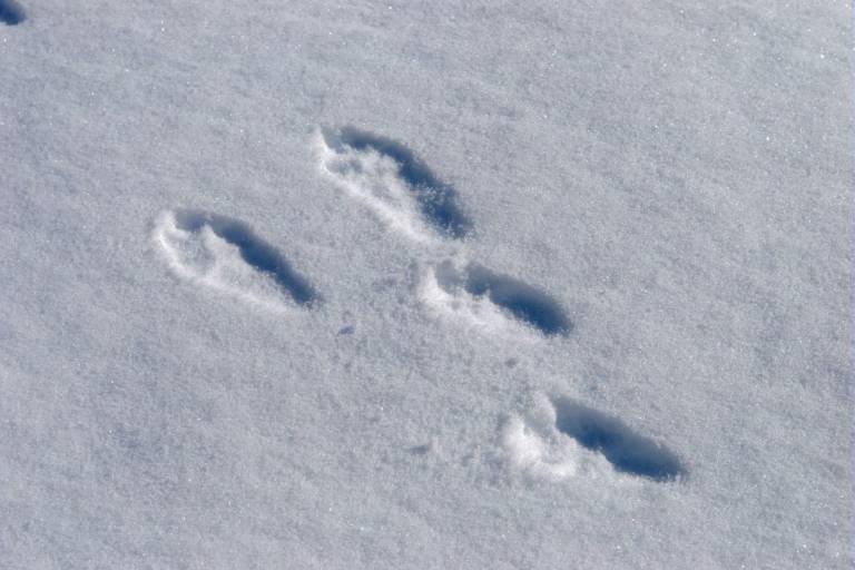 Atelier traces du Parc national des Ecrins image1