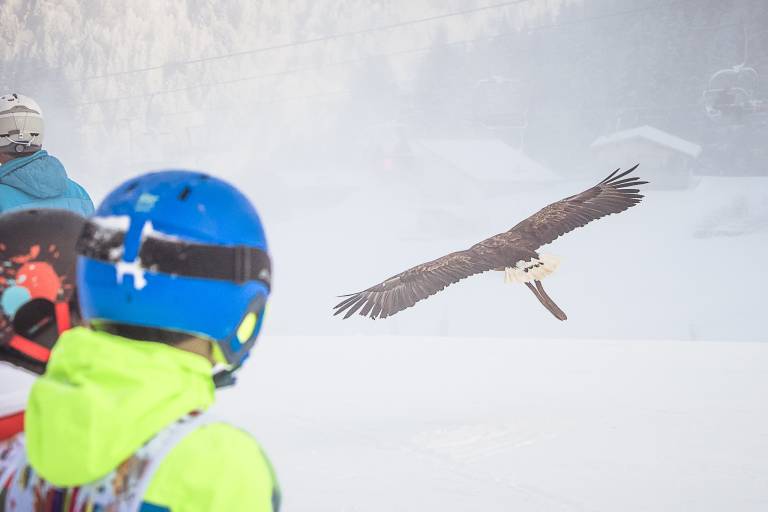 LA FAUCON GAGNE image1