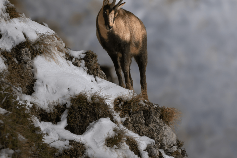 La Chasse au Dahu image1