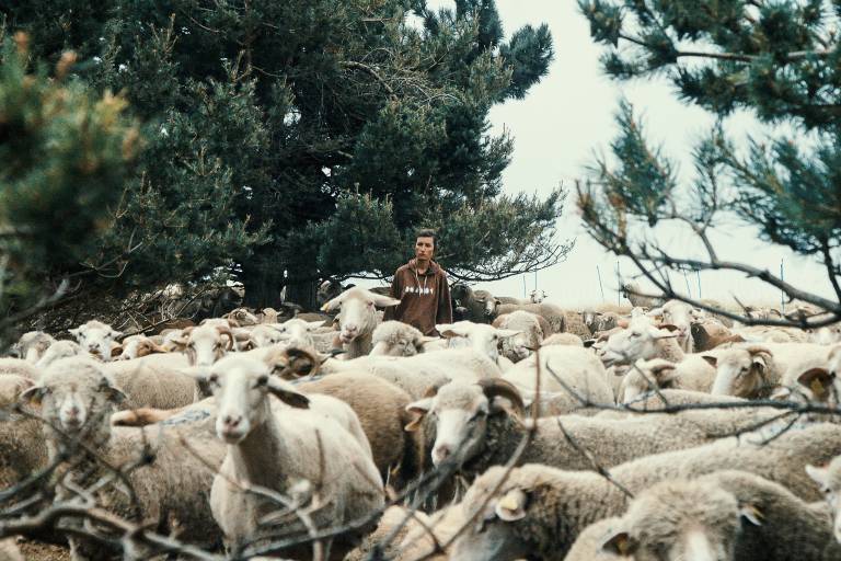 Ciné nature : Une journée, un berger image1