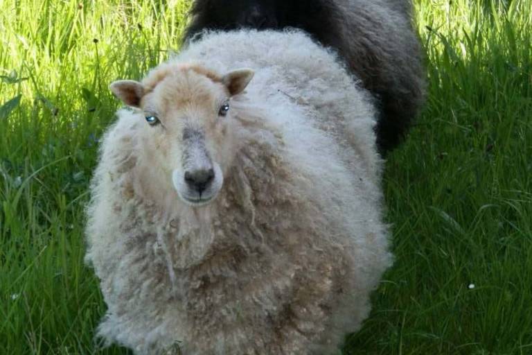 Les samedis à la ferme - Les petits ateliers image2