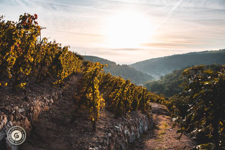 Rando Wine au Domaine Gaillard image1