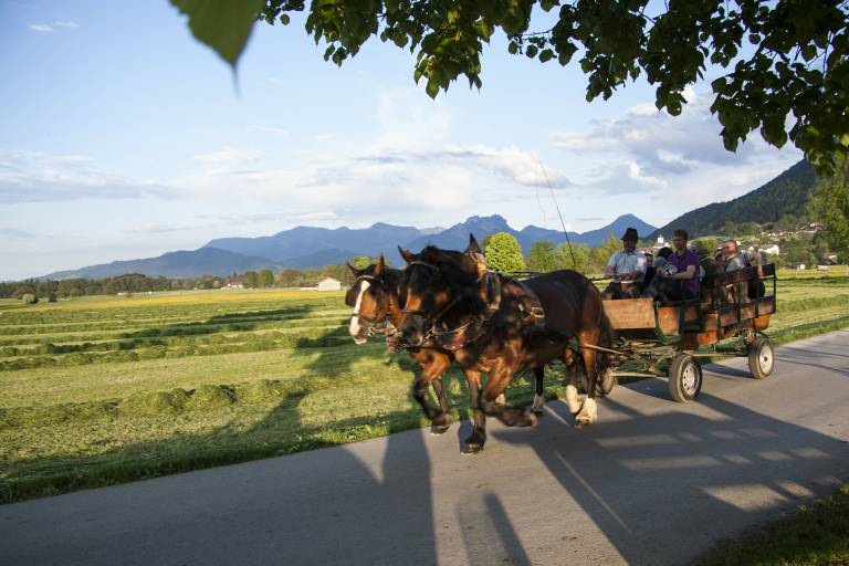 Fête du cheval de trait image1