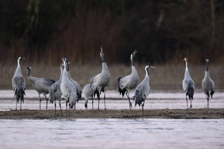 A la rencontre des Grues cendrées image1