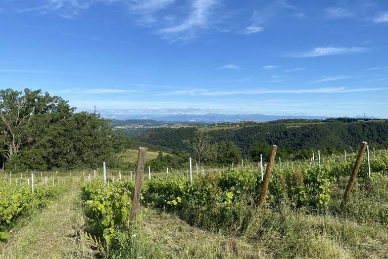 Rando Wine (Les vins de Saint-Vallier) image1