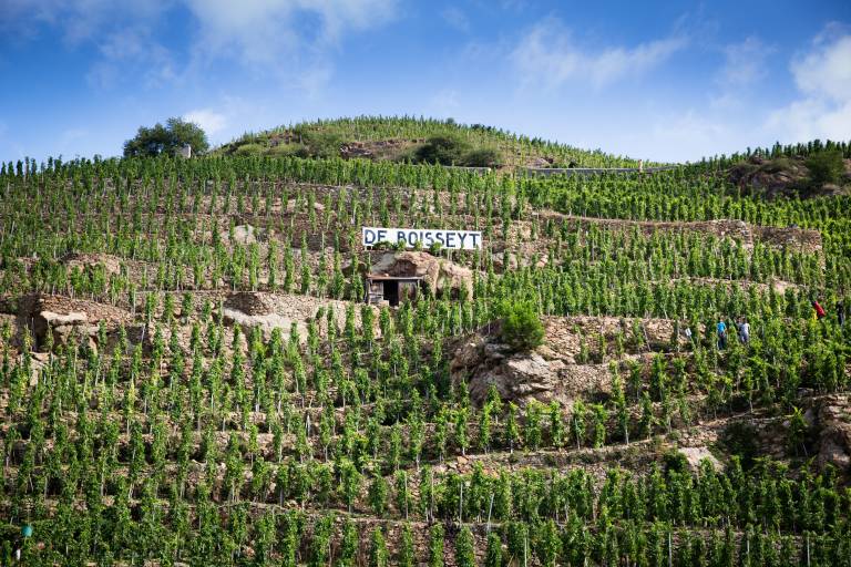 Vignobles De Boisseyt image1
