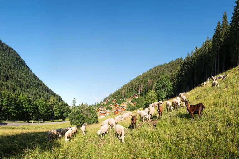 Alpage du Muret image2