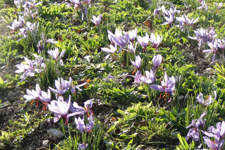 Saffron image2