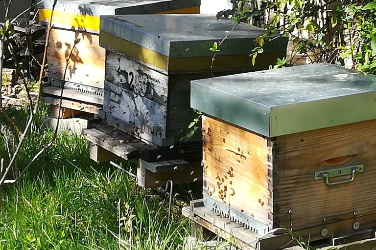 Les abeilles Saint Pourcinoises image1