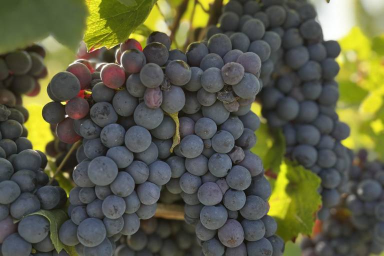 Domaine Jallet image2
