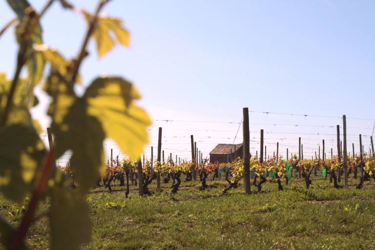 Domaine Jallet image1