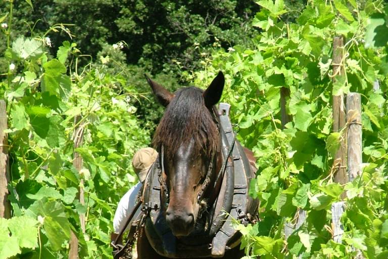 Domaine Lionnet image1