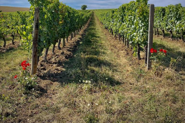 Domaine Billaud-Chambon image2