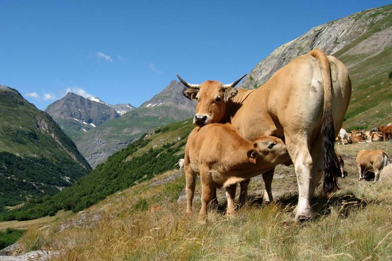 La Ferme des Aubracs image2