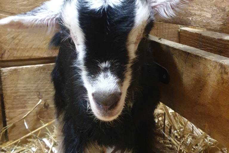 Chèvrerie de Saint Michel image1