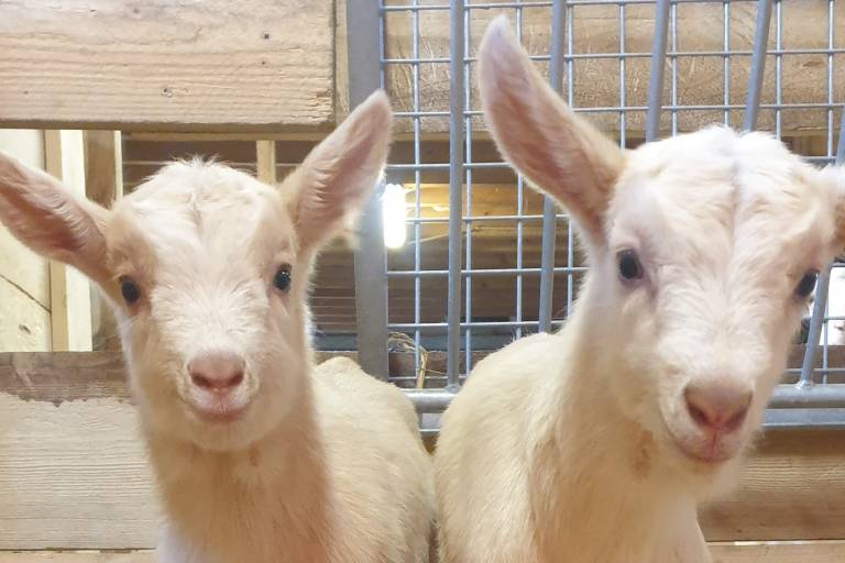 Chèvrerie de Saint Michel image2