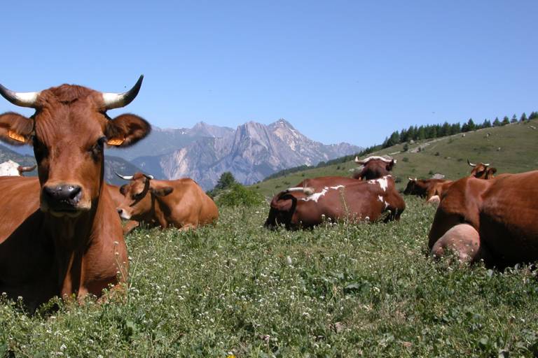 GAEC du Petit Borgé image1