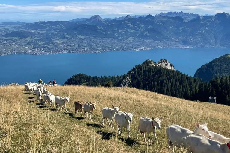 Alpage de Neuvaz-Ferme du Noyer image2