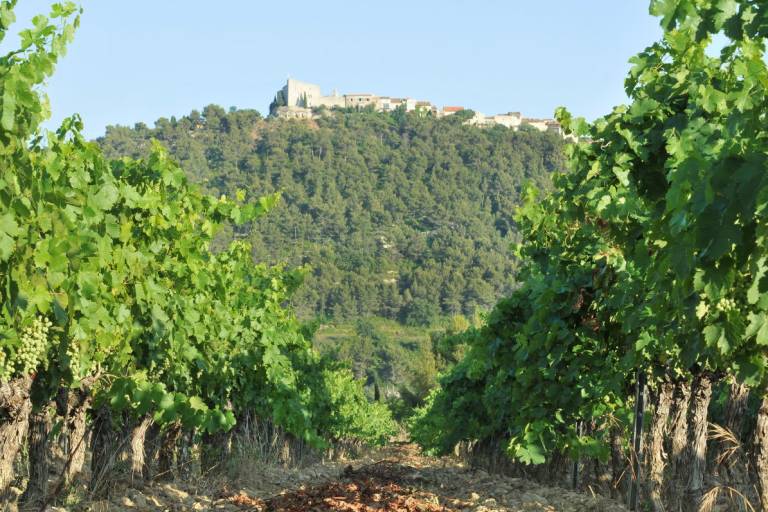 Wine domain l'Olivette image1