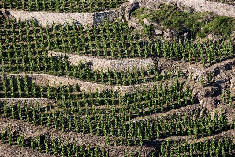 Domaine Pierre Gaillard image2