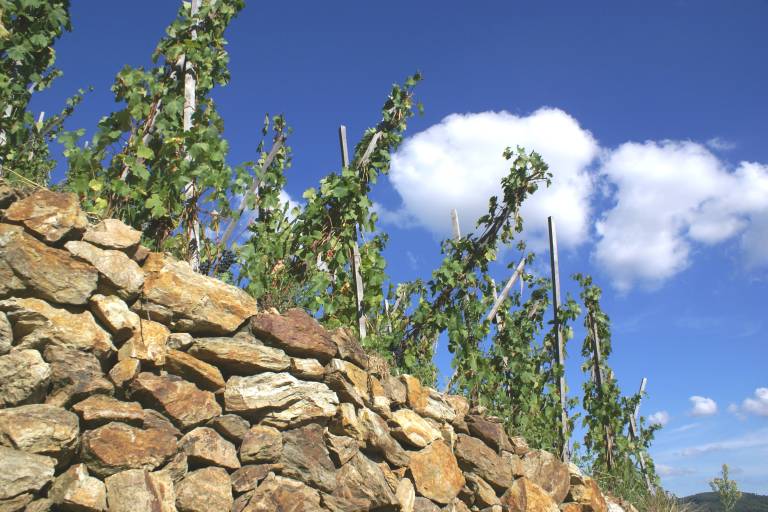 Domaine Clusel-Roch image2