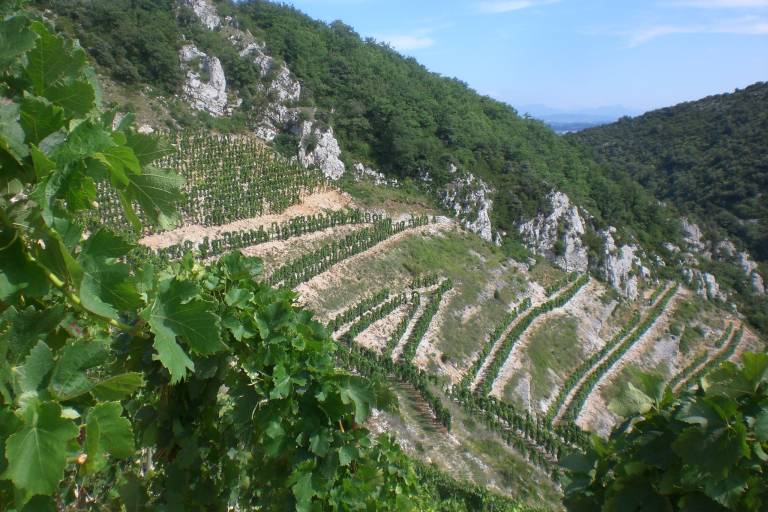 Domaine Courbis image2