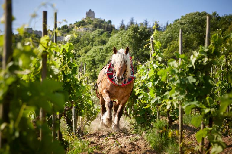 Domaine Rémy Nodin - La Beylesse image1