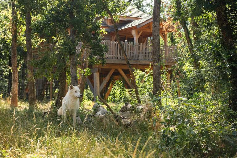 Les Cabanes Perchées du Safari de Peaugres image1