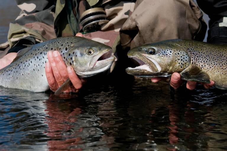 Amicale des Pêcheurs d'Habère-Lullin image1