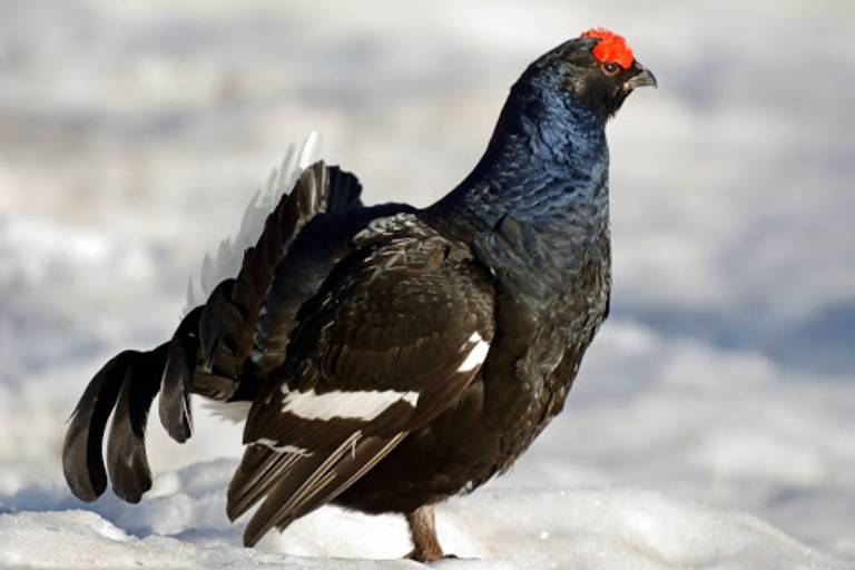 Association Communale de Chasse de Vailly image1