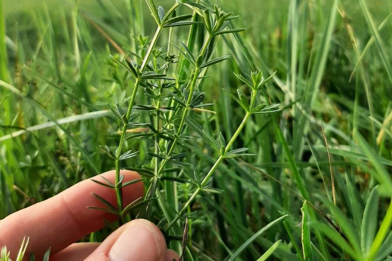 Sentiers vivants - Muriel Lallée image2