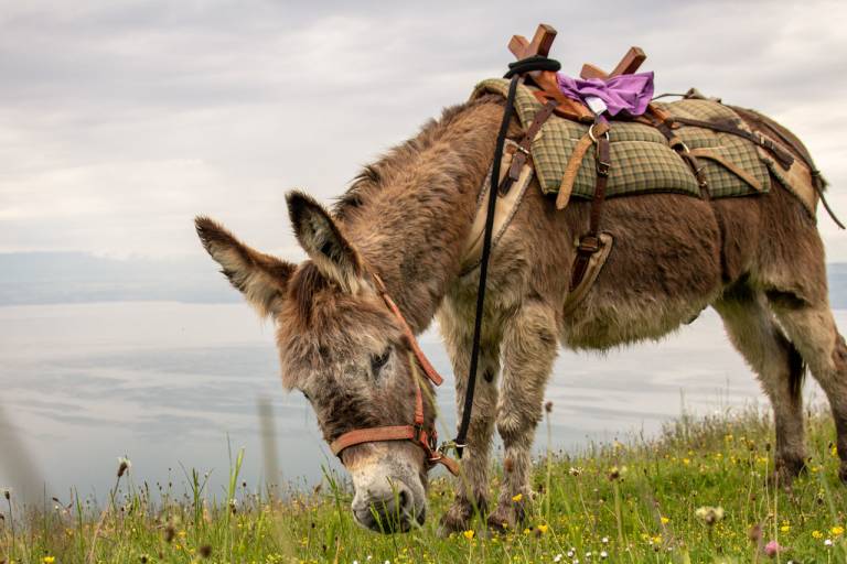 La ferme des Genti'Ânes image1