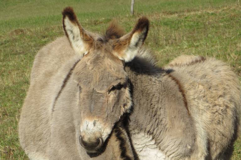 Anes et compagnie image1