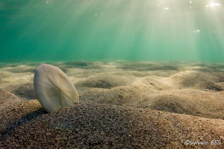 Omniblue Freedive image2