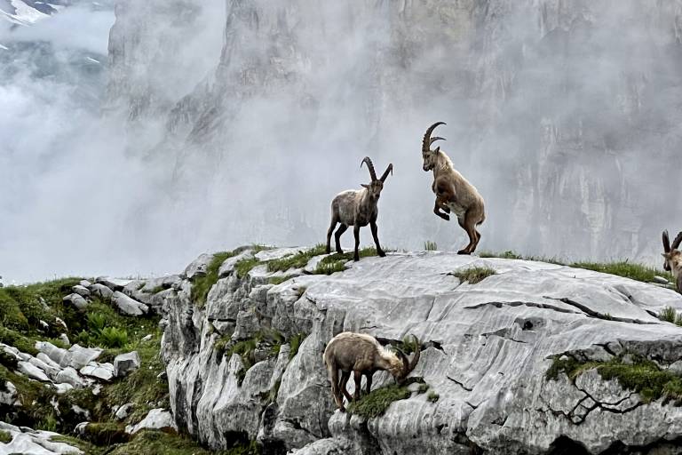Alt-Peak - Mountain leader image2