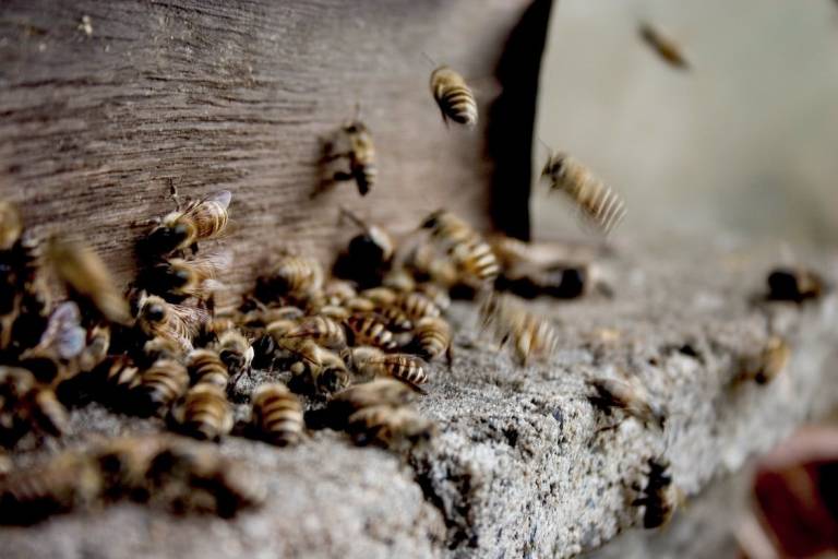 Atelier Découverte de l'Apiculture image1